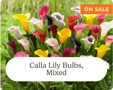 Calla Lily Bulbs, Mixed (One Sale)
