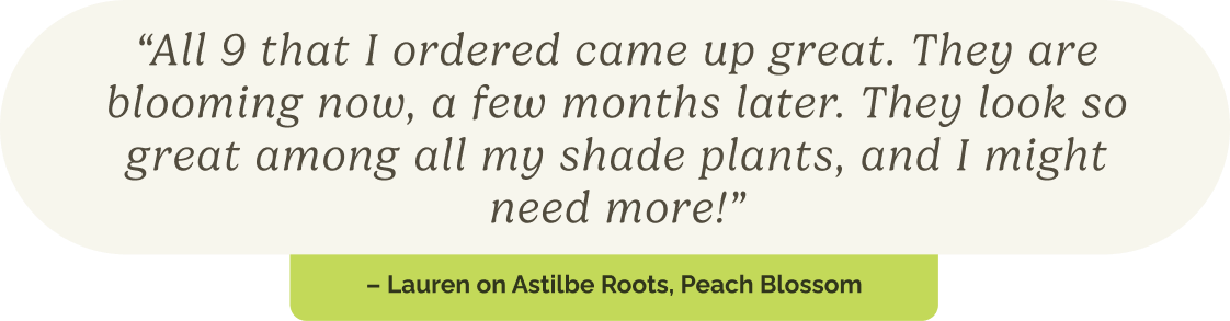"All 9 that I ordered came up great. They are blooming now, a few months later. They look so great among all my shade plants, and I might need more!"  – Lauren on Astilbe Roots, Peach Blossom