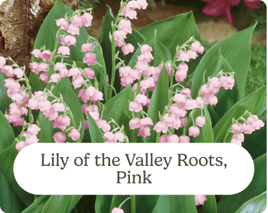 Lily of the Valley Roots, Pink