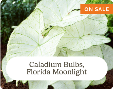 Caladium Bulbs, Florida Moonlight (One Sale)