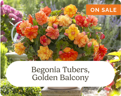 Begonia Tubers, Golden Balcony (One Sale)