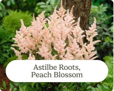 Astilbe Roots, Peach Blossom