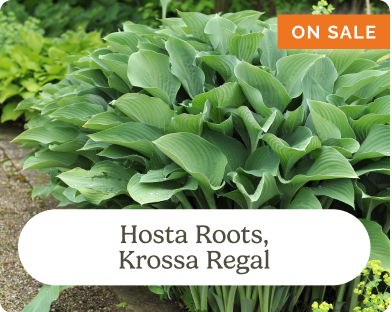 Hosta Roots, Krossa Regal (One Sale)