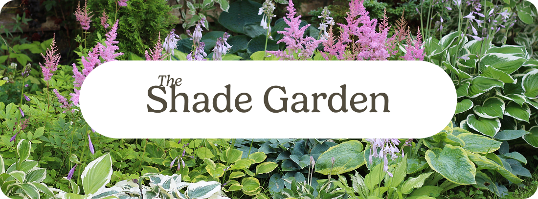 The Shade Garden