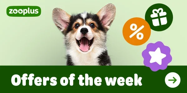 Dog offers