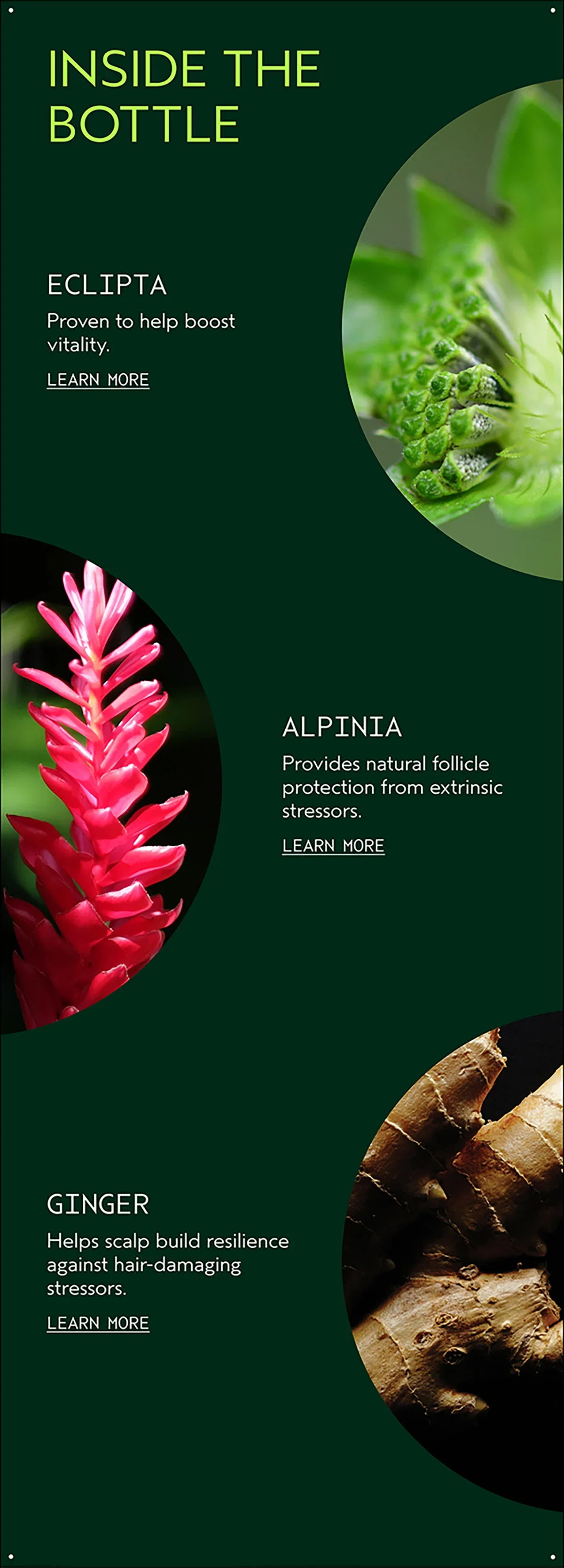 INSIDE THE BOTTLE | ECLIPTA | Proven to help boost vitality. | LEARN MORE | ALPINIA | Provides natural follicle protection from extrinsic stressors. | LEARN MORE | GINGER | Helps scalp build resilience against hair-damaging stressors. | LEARN MORE