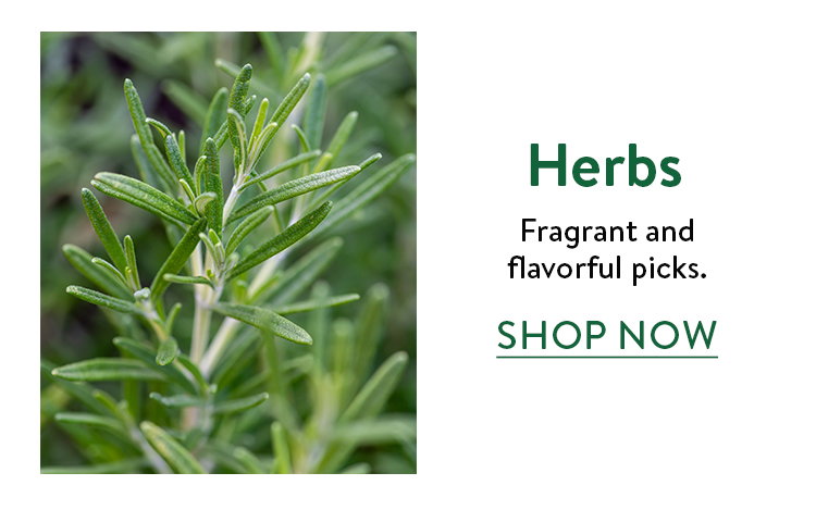 Herb Plants