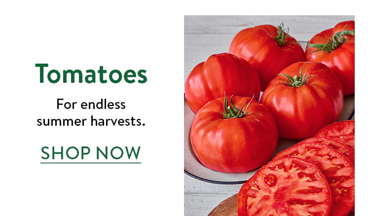 Tomato Plants