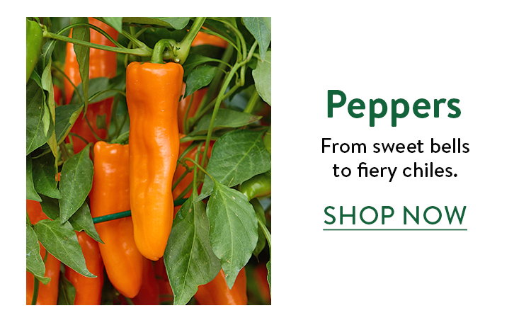 Pepper Plants
