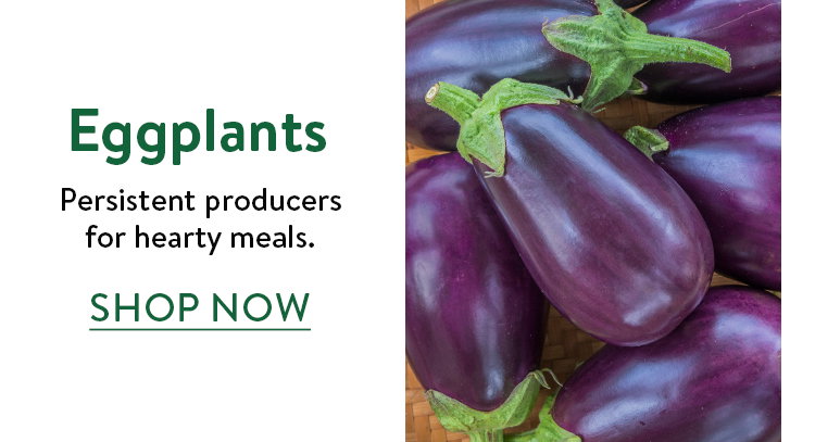 Eggplant Plants