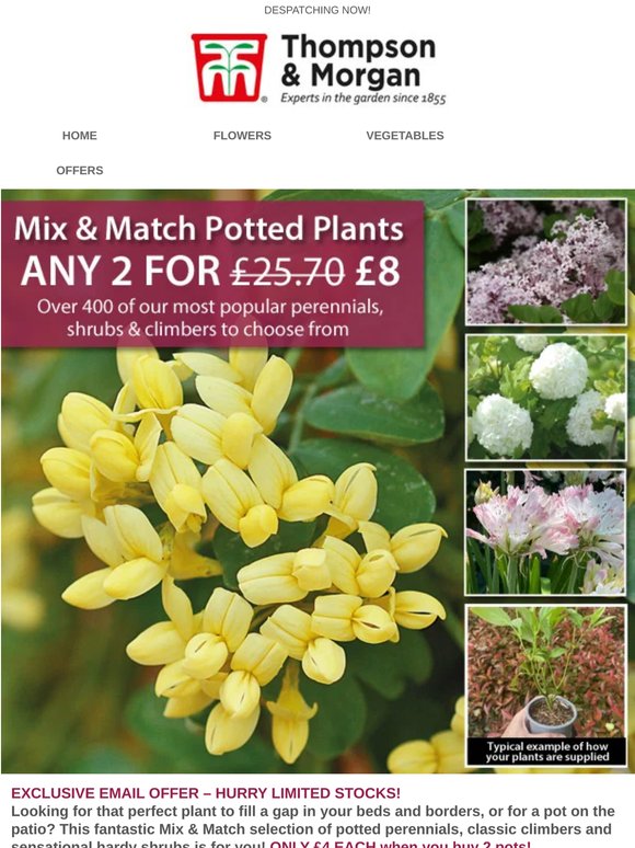 ANY 2 for £8 on Potted Perennials, Shrubs & Climbers!