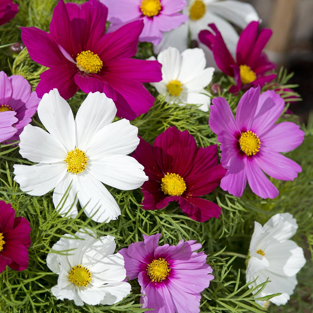 Cosmos 'Candyfloss Mix'