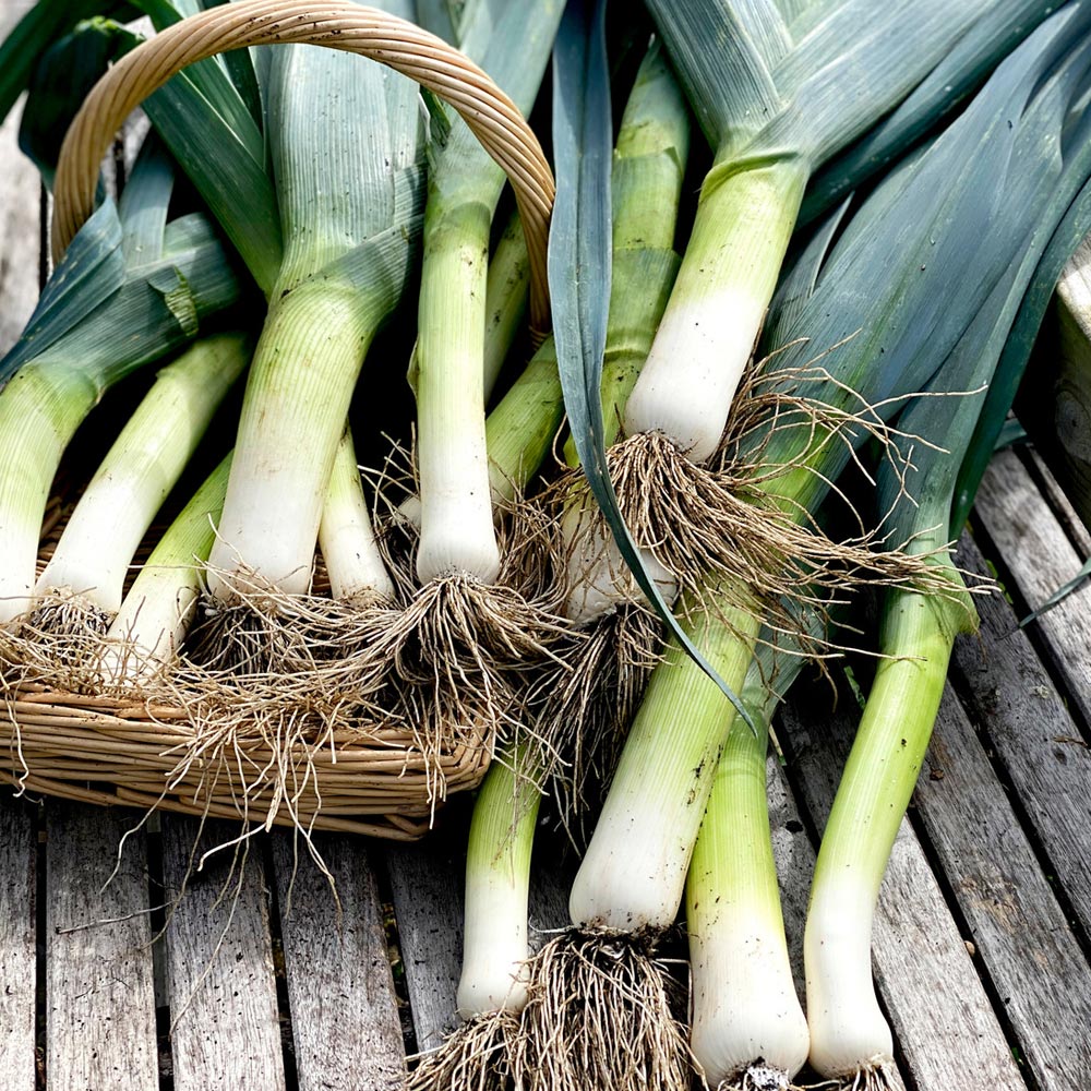 Leek 'Lyon Prizetaker'