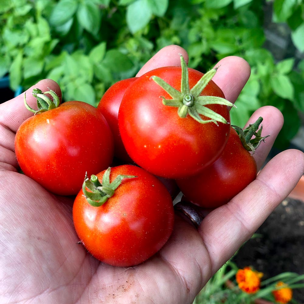 Tomato 'Bloody Butcher'