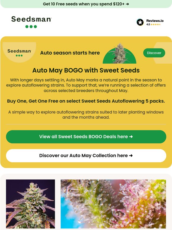 Sweet Seeds, Auto May
