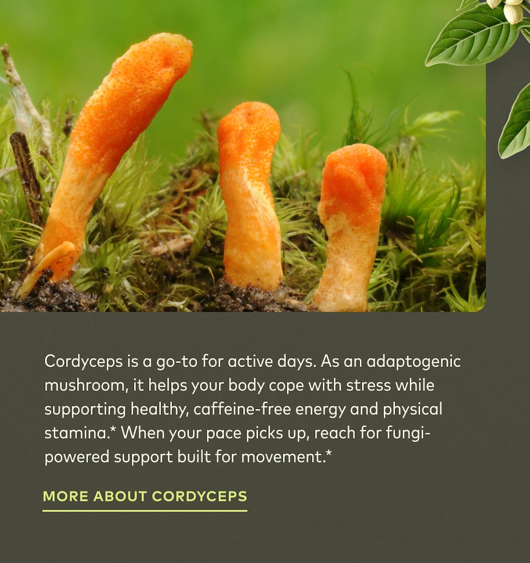 Learn More About Cordyceps