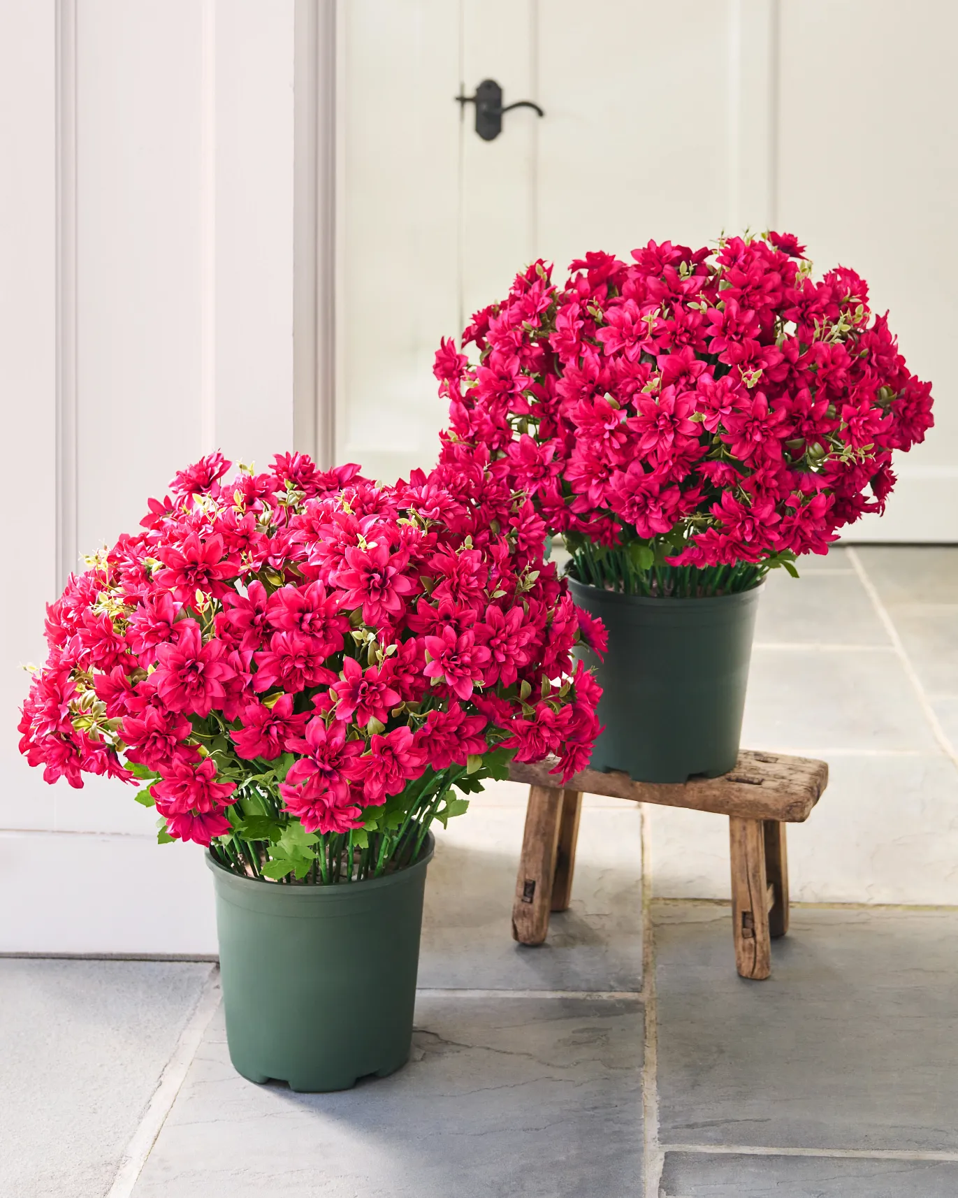 Outdoor Magenta Dahlia Delight Pot Filler