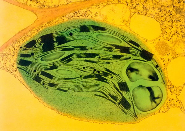 A chloroplast (green) dotted with the membranous stacks called thylakoid grana (black blocks).