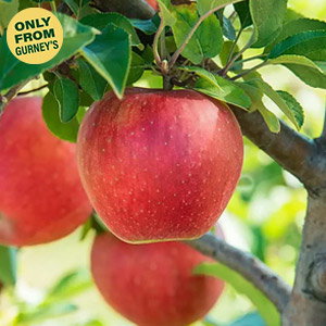 Baker's Delight® Apple Tree