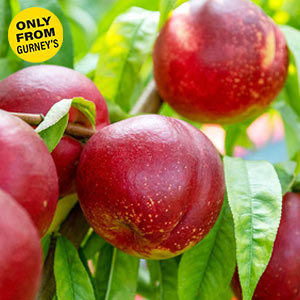 Captain Crunch™ Nectarine Tree