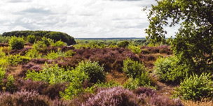 Roompot Bospark De Schaapskooi