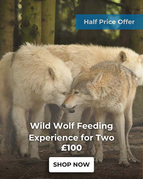 Wild Wolf Feeding Experience for Two