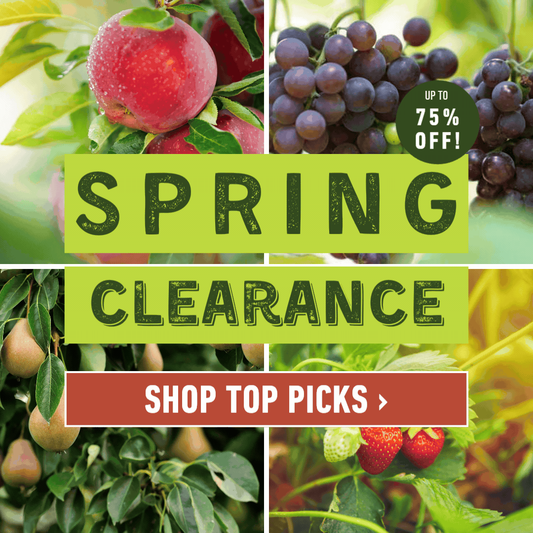Spring Clearance Sale Banner