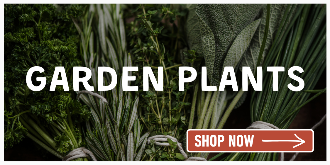 Collection of harvested herbs
