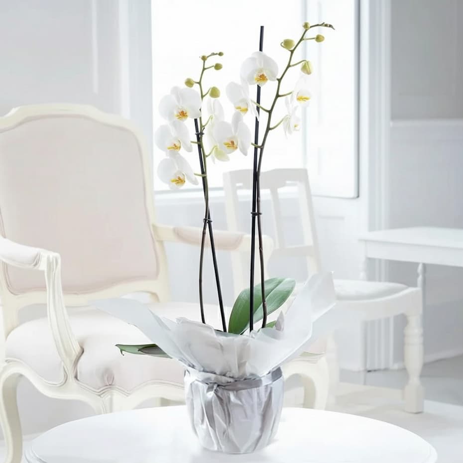 Plants