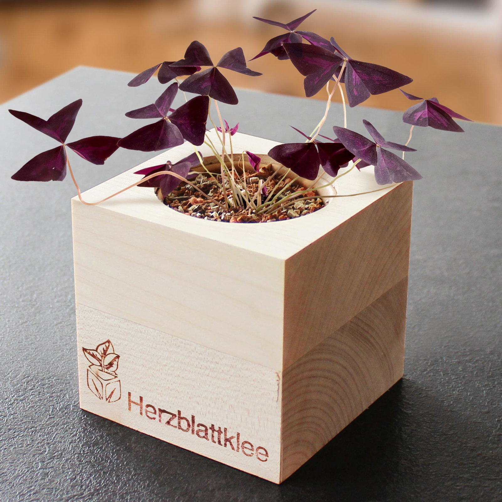 Image of Ecocube Herzblattklee