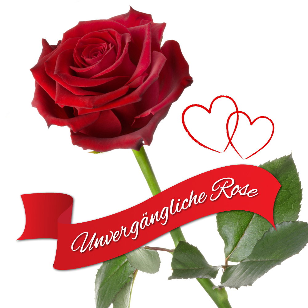 Image of Unvergängliche Rose