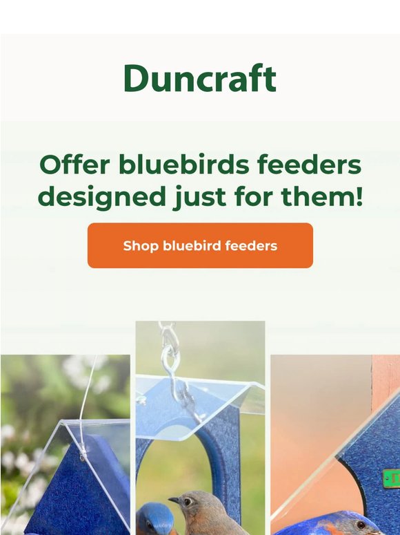 Bluebirds want what you're missing