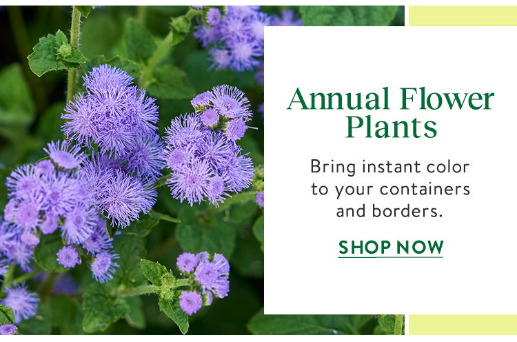 Garden Ready Flower Plants