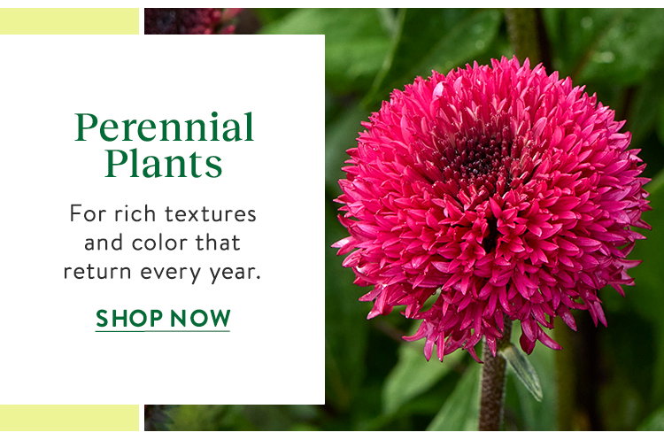 Perennial Plants