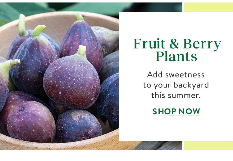 Fruit and berry Plants