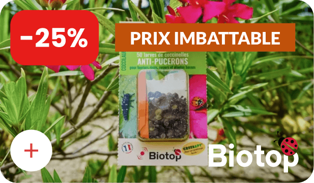 -25% sur les larves de coccinelles - PRIX IMBATTABLE