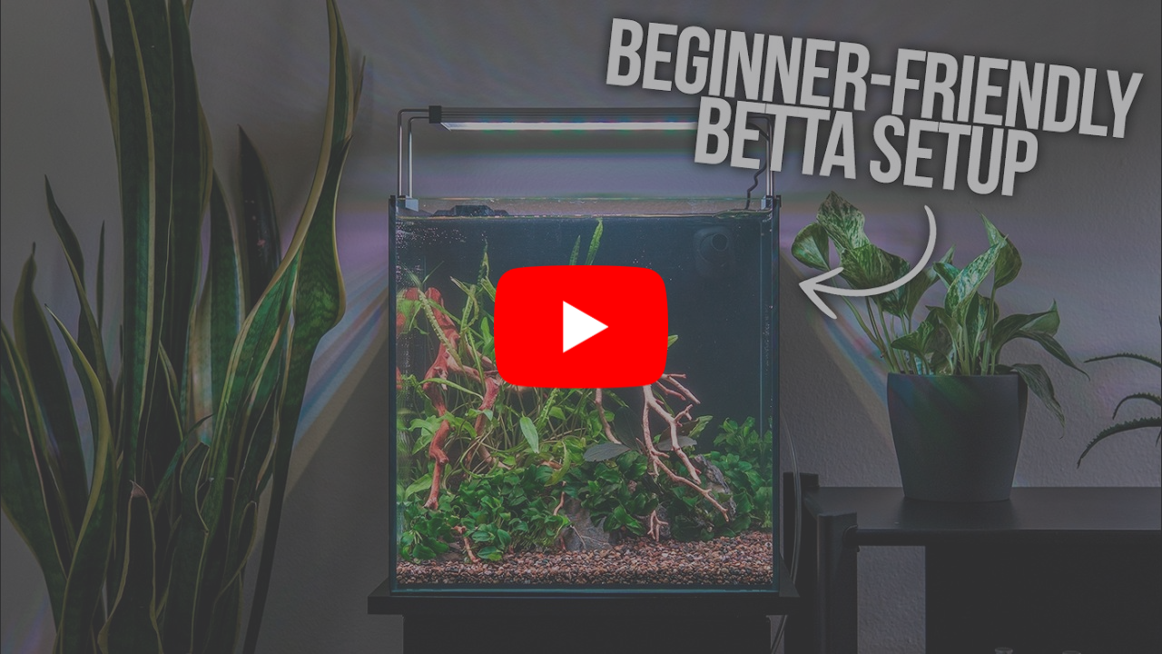 Setting Up a Home for Betta Fish in an All-In-One Tank