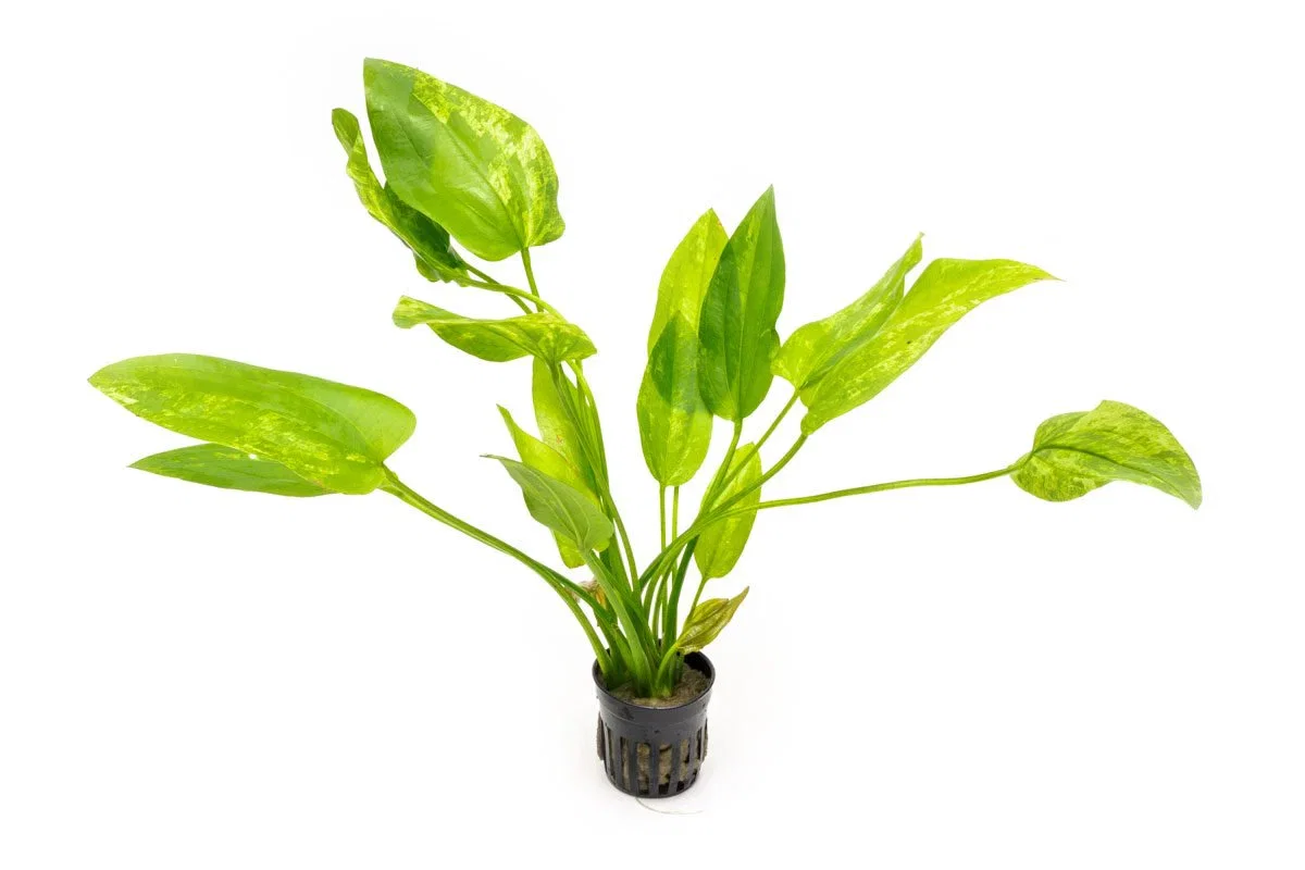 Image of Echinodorus Marble Queen