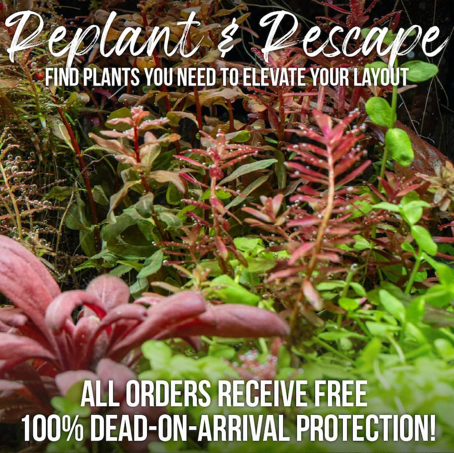 Aquarium Plants Available