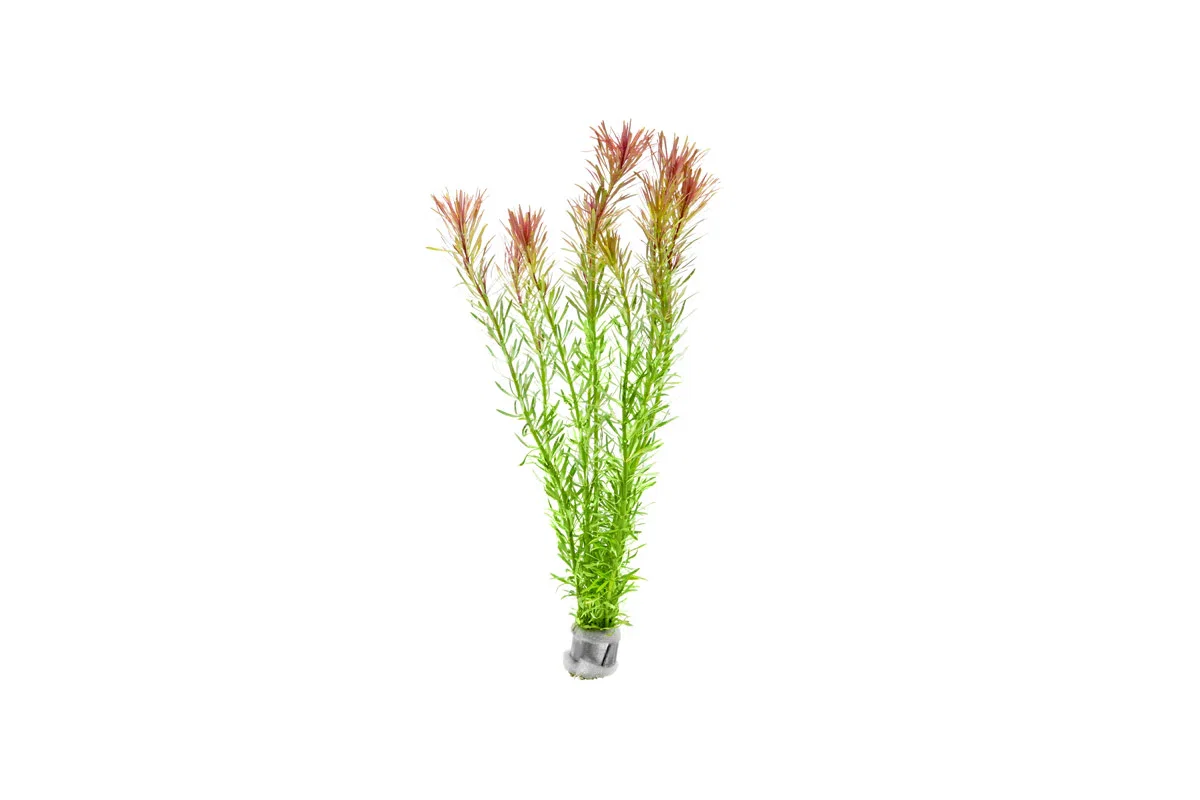 Image of Rotala Bossii