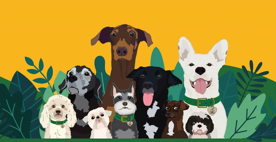CBD Dog Health Dogs