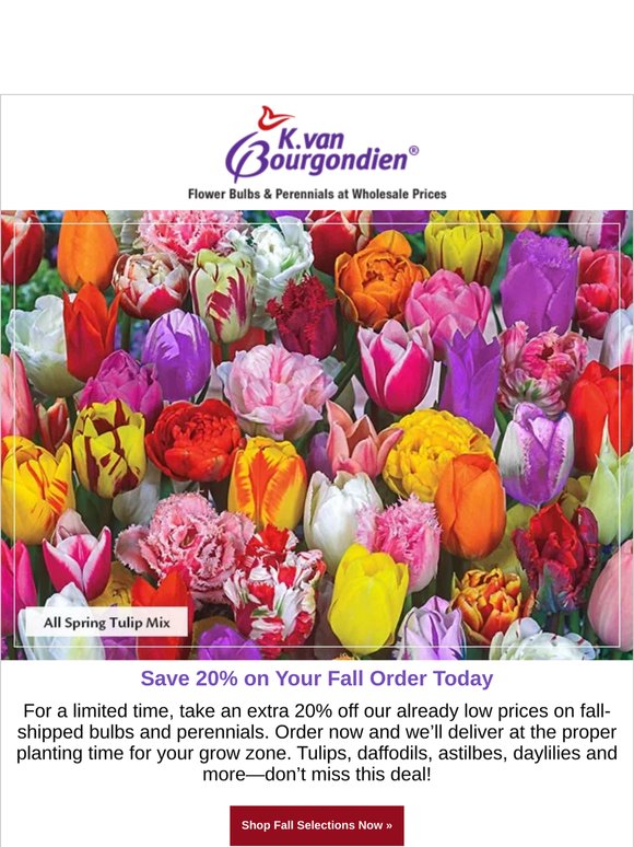 🌷 Loving the Daffodils and Tulips This Spring?