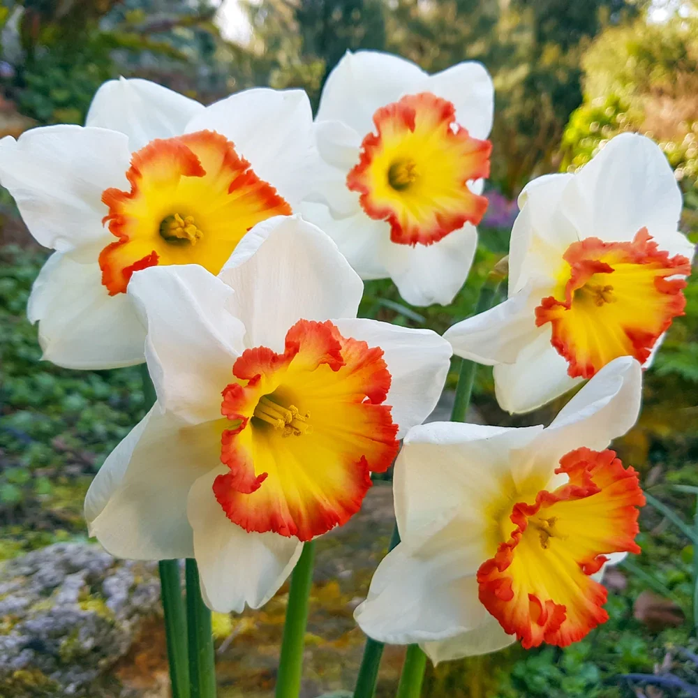 Large-Cupped Narcissus Pink Bomb