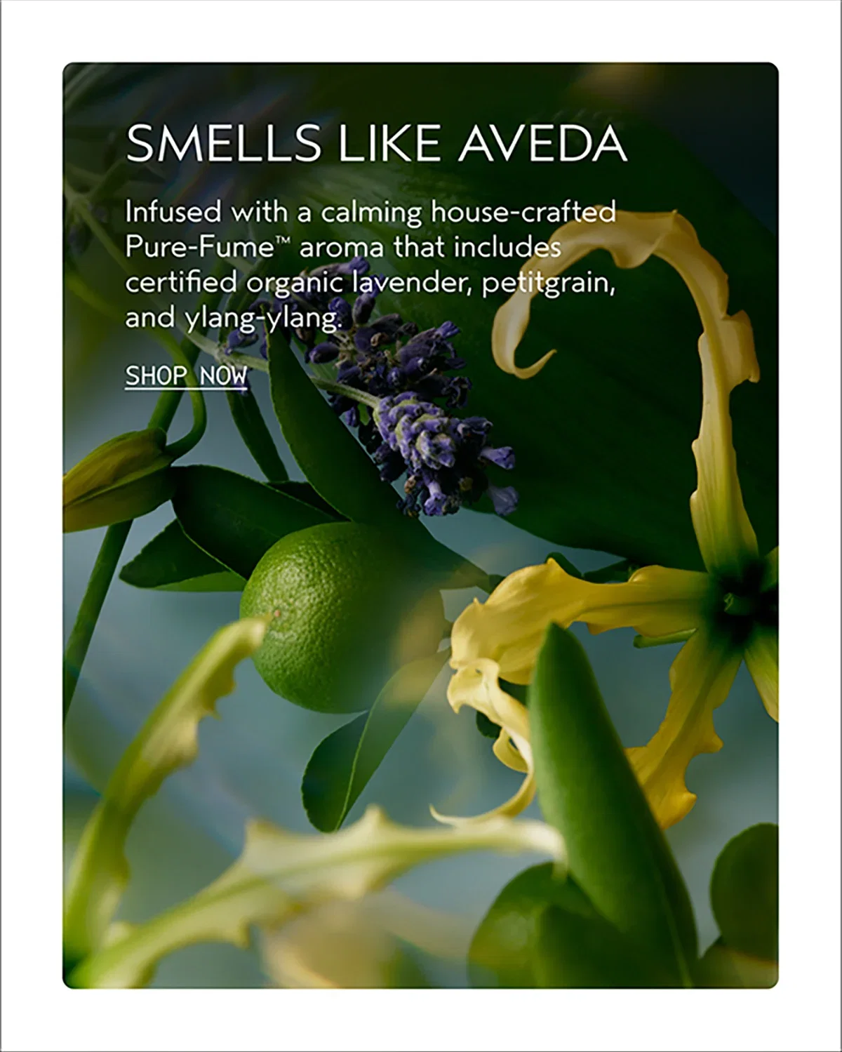 SMELLS LIKE AVEDA | Infused with a calming house-crafted Pure-Fume™ aroma that includes certified organic lavender, petitgrain, and ylang-ylang. | SHOP NOW