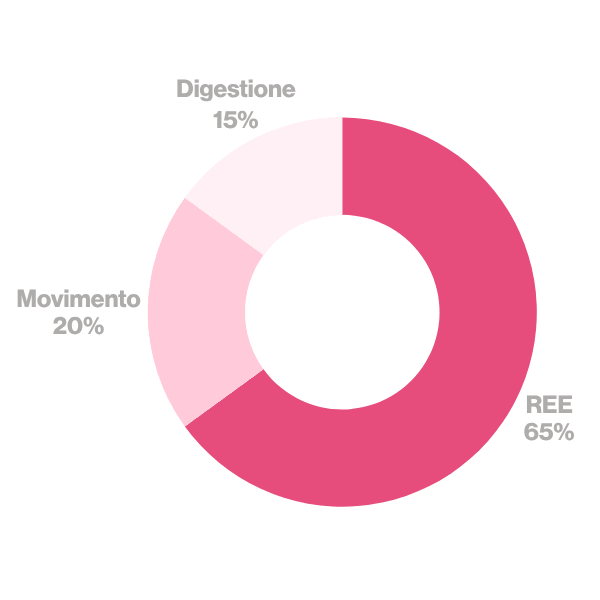 Il 65% delle calorie bruciate è dovuto al metabolismo basale, il 20% all'attività fisica e il 15% alla digestione