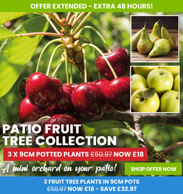 Fruit Tree Trio