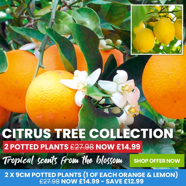 Citrus Tree Collection