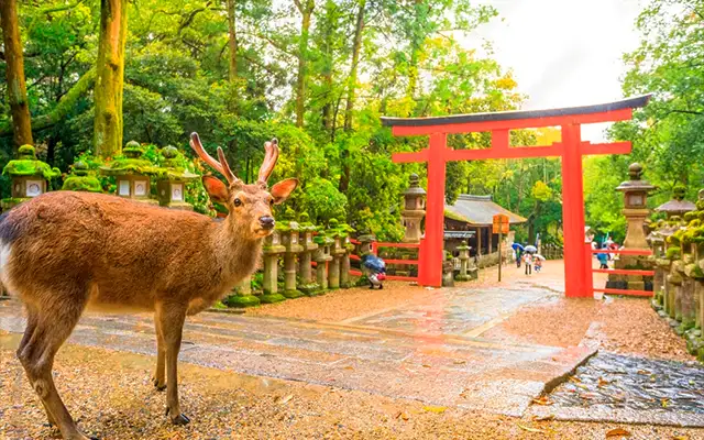 Ciervos Parque de Nara Japón
