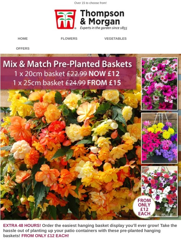 Pre-Planted Hanging Baskets ONLY £12 EACH! EXTRA 48 HOURS!