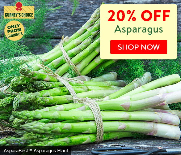 Save 20% on Asparagus